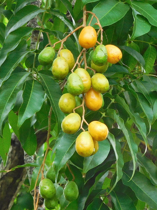 Wild mango tree Wild mango tree