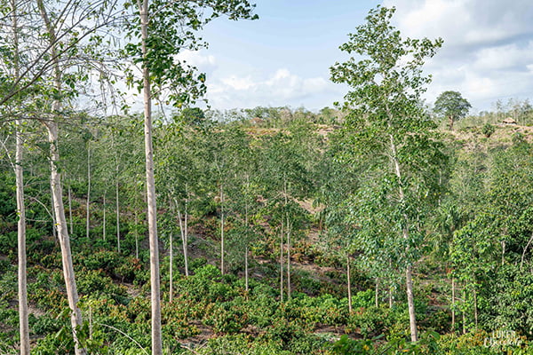 View of cocoa trees and agroforestry system,