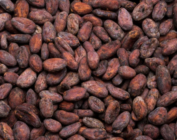 Crazy cocoa beans: Lessons From The Pros