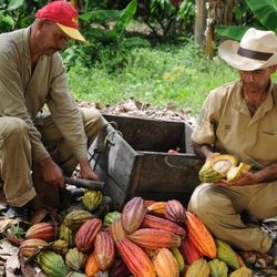 Cocoa farmers working with cocoa pods