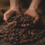 A man holding cocoa beans