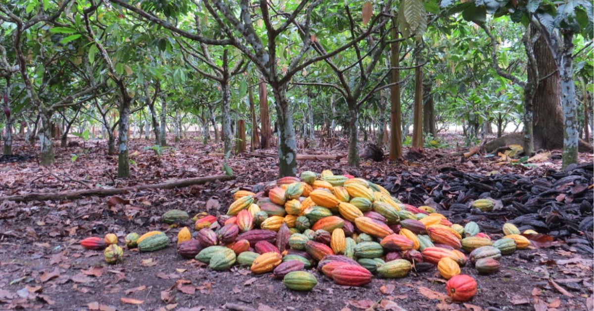 Cocoa pods under trees